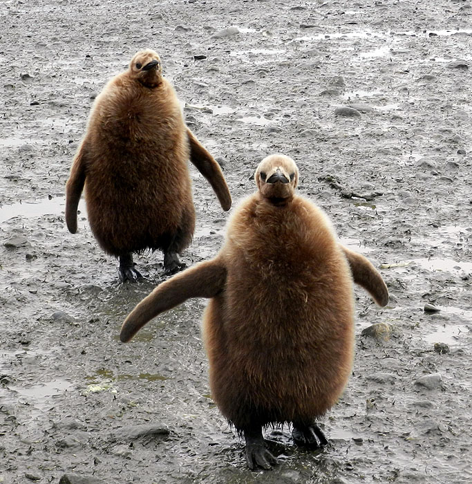 AQ1113LN1154_south-georgia-salisbury-plain-king-penguin-chicks.jpg [© Last Frontiers Ltd]