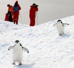 Image: Half Moon Island - Antarctic Peninsula and the Shetland Islands