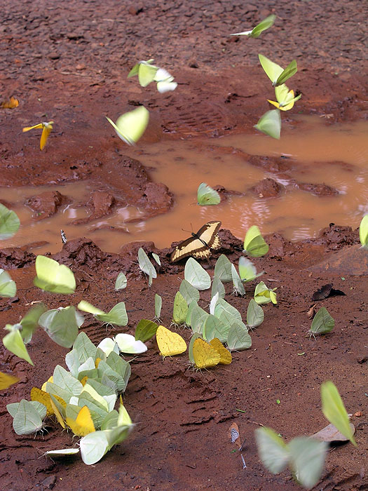 AR1206EM384_iguazu.jpg [© Last Frontiers Ltd]