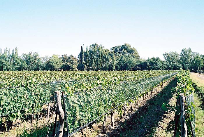 ARAP_7af_Cesar_Bombals_vineyard.jpg [© Last Frontiers Ltd]