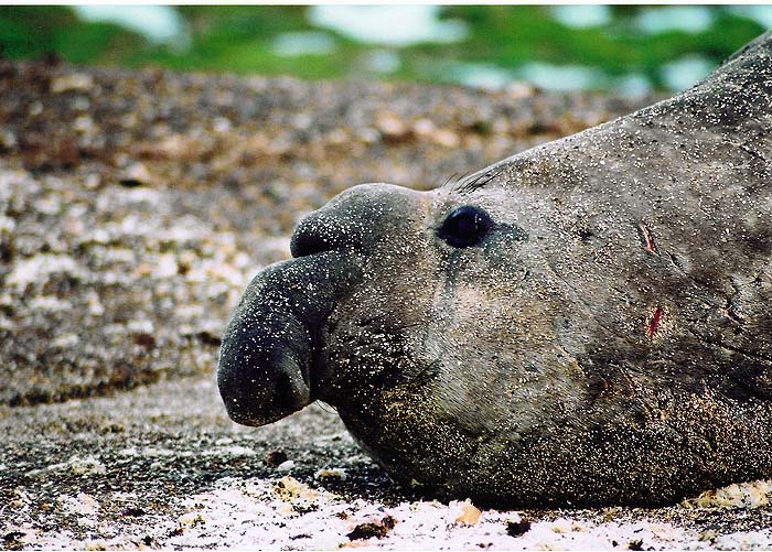 Dennis_Cantwell_Elephant_seal.jpg [© Last Frontiers Ltd]