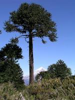 Image: Lann volcano - San Martin de los Andes