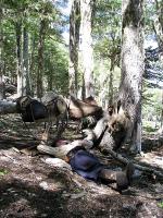 Image: Huechahue trek - San Martin de los Andes