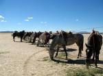 Image: Trans-continent ride - Rio Gallegos