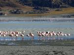 Image: Laguna Blanca - Altiplano