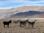 Wild donkeys