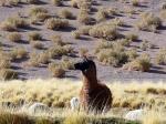 Image: Altiplano - Altiplano