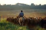 Driving cattle on the estancia