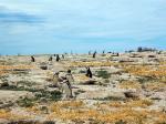 Image: Punta Tombo - Valds Peninsula