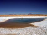 Image: Tolar Grande - Altiplano