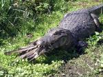 Image: Rincon del Socorro - The Iber Marshlands