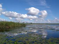 The Iber Marshlands image