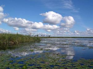 The Iber Marshlands image