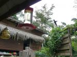 Image: Butterfly Farm - The Highlands