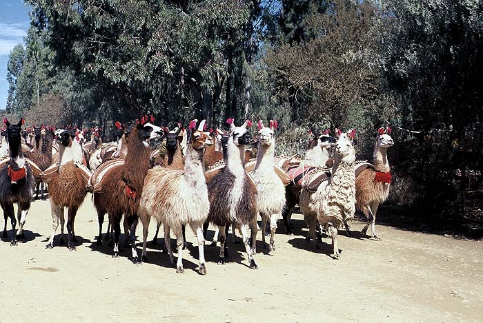 36__llamas_camino_Uyuni.jpg [© Last Frontiers Ltd]