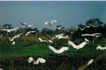 Image: Bolivian Pantanal - The North