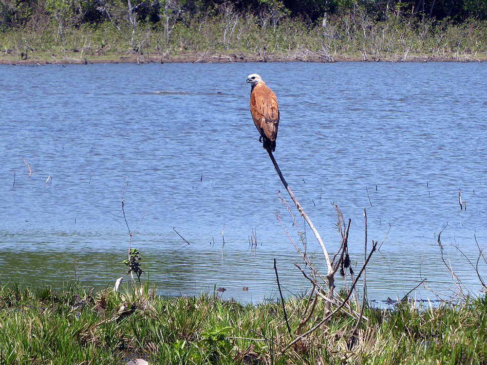 224BR1910SM_pantanal-savannna-hawk.jpg [© Last Frontiers Ltd]