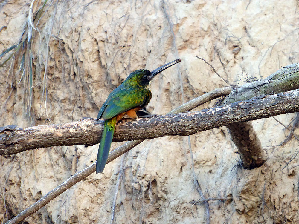 245BR1910SM_pantanal-green-and-rufous-kingfisher.jpg [© Last Frontiers Ltd]