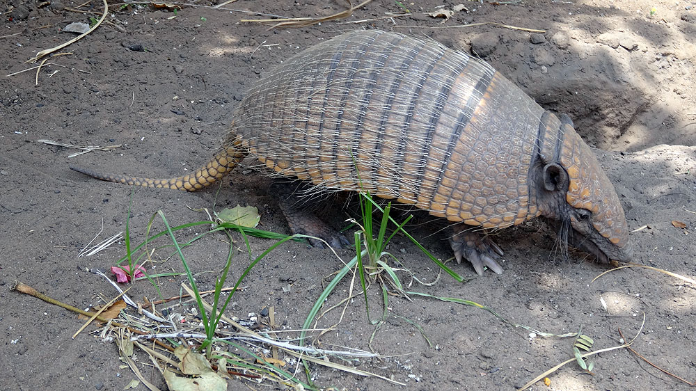 455BR1910SS_pantanal-yellow-armadillo.jpg [© Last Frontiers Ltd]