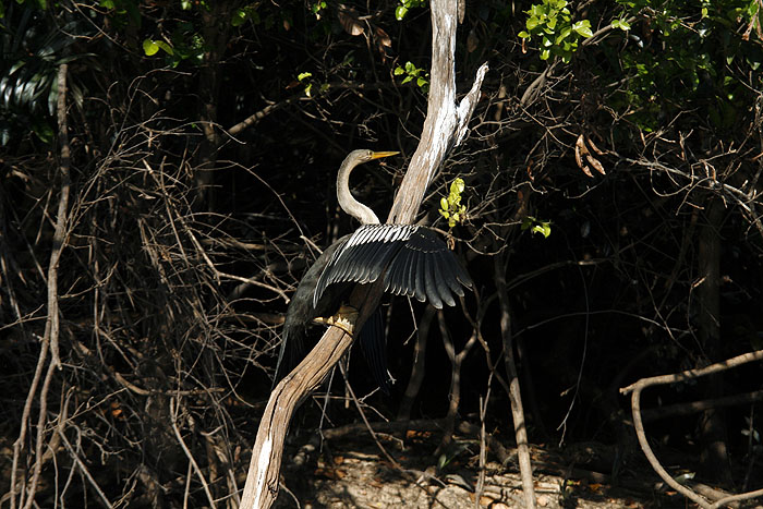 BR0511EM455_anhinga.jpg [© Last Frontiers Ltd]