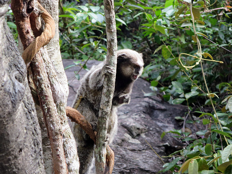 BR0515CF0803_white-faced-monkey-chapada-diamantina.jpg [© Last Frontiers Ltd]