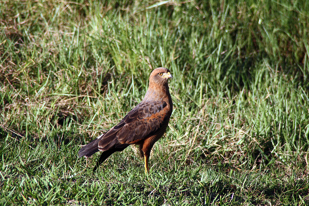 BR0519NR0143_caiman-roadside-hawk.jpg [© Last Frontiers Ltd]