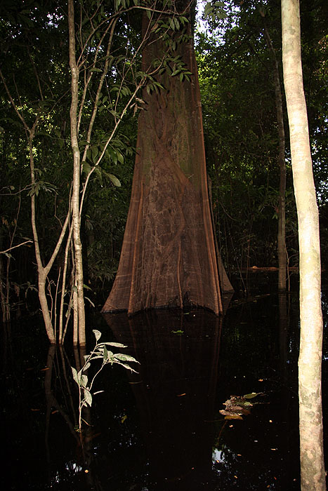 BR0808EP070_anavilhanas-jungle-lodge.jpg [© Last Frontiers Ltd]