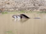 Image: Tapir - The Pantanal