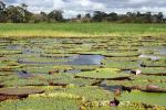 Image: Lilies - Amazon lodges and cruises