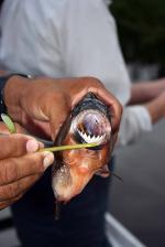 Image: Piranha - Amazon lodges and cruises, Brazil