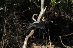 Image: Anhinga - Pantanal lodges