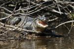 Image: Caiman - Pantanal lodges