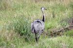 Image: Greater rhea - The Pantanal