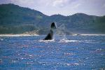 Image: Southern Right whale - Florianopolis and the southern coasts, Brazil