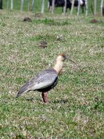 Image: Buff-necked ibis - The Serra Geral