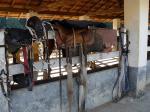 Image: Fazenda Catuaba - Paraty, Brazil