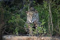 The Pantanal image