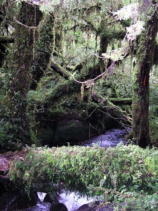 CH1005SM055_puyuhuapi_hike_to_pudu_glacier.jpg [© Last Frontiers Ltd]