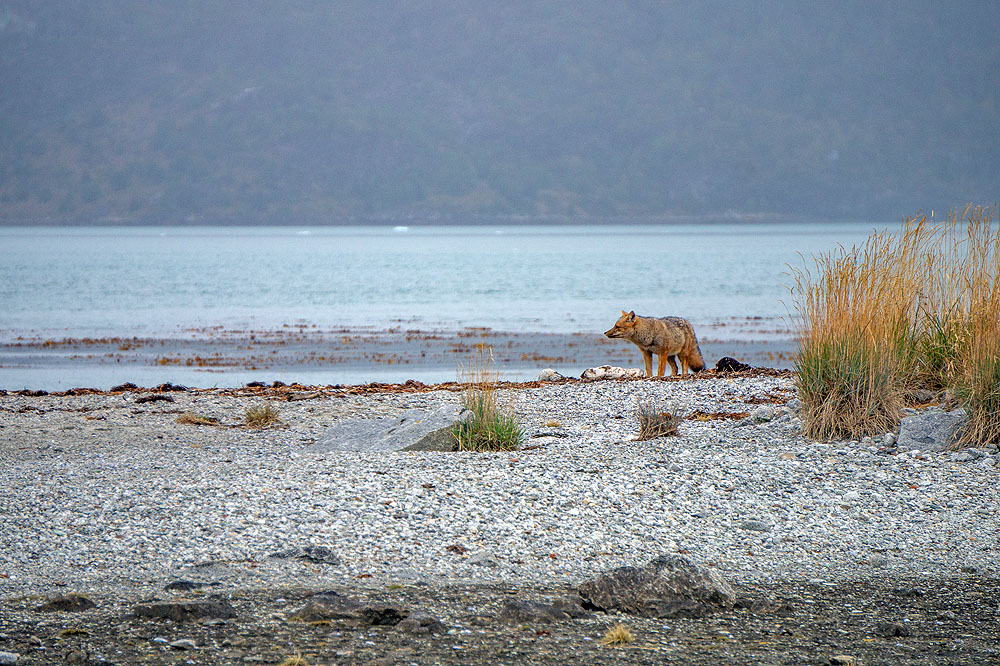 CL0319HG221_australis-ainsworth-bay.jpg [© Last Frontiers Ltd]