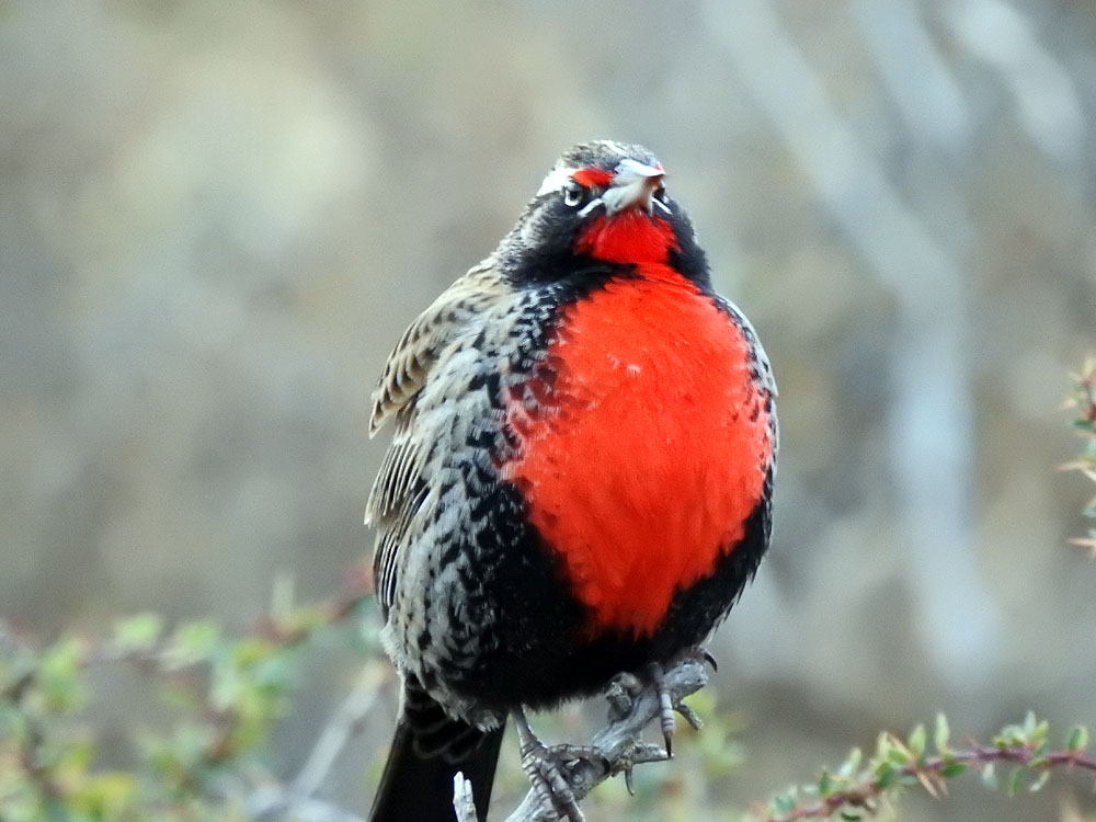 CL0719LH11_patagonia-long-tailed-meadowlark.jpg [© Last Frontiers Ltd]