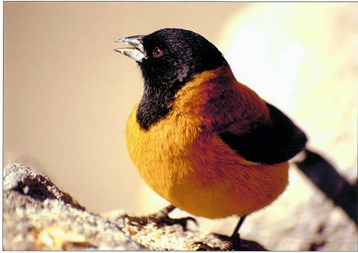 Claire_Waring_Black_hooded_sierra_finch_Chile.jpg [© Last Frontiers Ltd]