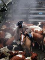 Image: Cattle yards - Puelo and the Southern Lake District