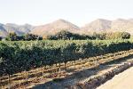 Image: Vineyards - Central Andes and wine valleys