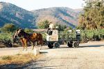 Image: Carriage - Central Andes and wine valleys