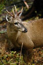 Image: Huemul - Southern Carretera Austral