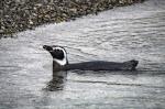 Image: Magellanic penguin - Punta Arenas and Puerto Williams