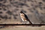 Image: Chimango caracara - La Serena and the Elqui valley