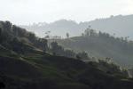 Cocora valley in the coffee region