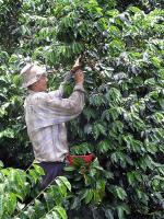 Image: Coffee Park - The coffee region