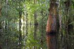 Image: Calanoa - Amazon and Orinoquia